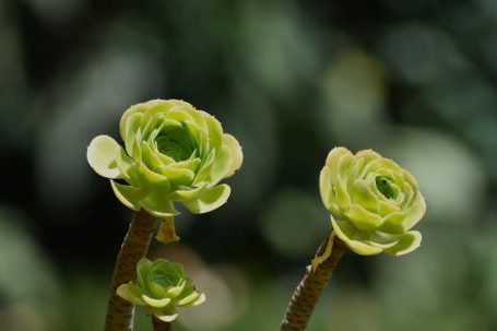 Critique Growth - green rose